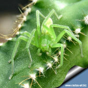 Cereus forbesii (peruvianus) spiralis and a green spider