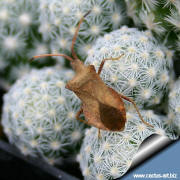 Escobaria sneddi var. leeei & insect