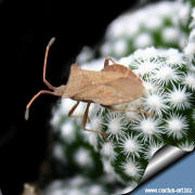 Escobaria sneddi var. leeei & insect