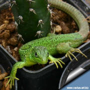 Harrisia (Eriocereus) jusbertii and the green lizard