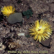 Pleiospilos bolusii with a very common  "Hover-Fly"  (Syrphus balteatus)