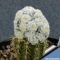 Mammillaria herrerae forma mostruosa