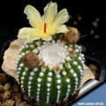 Notocactus scopa cv mostruosus (monstrose form)