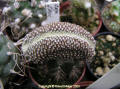 Copiapoa lauii forma cristata