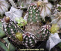 Echinocereus davisii var. brevispinus in flower