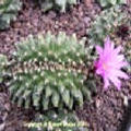 Turbinicarpus alonsoi forma cristata in flower