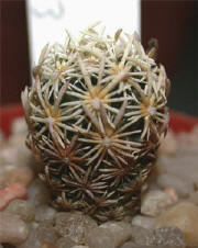 Escobaria minima