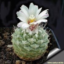 Strombocactus disciformis the first flower