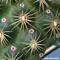 Coryphantha echinoidea SB26 the red nectataries