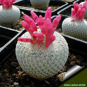 Epithelantha micromeris SB 125 Arteaga Coahuila Mexico fruits