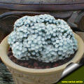 mammillaria schiedeana var. plumosa forma mostruosa