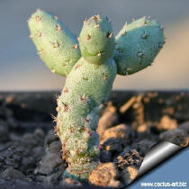 + Ortegopuntia cv. Percy (a chimera-graft from Ortegocactus macdougalii and Opuntia compressa)