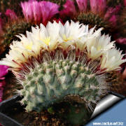 Strombocactus disciformis forma cristata blooming