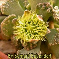 Titanopsis calcarea with a bizarre flower