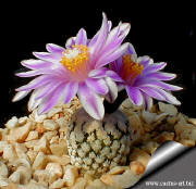 Turbinicarpus valdezianus Matehuala pink flower 