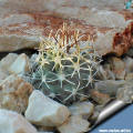 Sclerocactus glaucus SB 1749