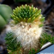 Austrocylindropuntia malyana (tephrocactus malyanus)