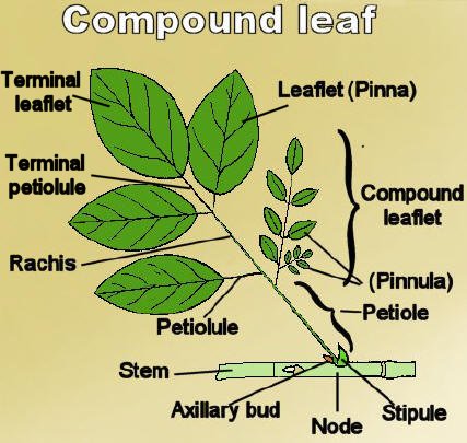 compound leaf