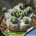 Astrophytum myriostigm "nudum" adventitious buds