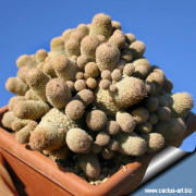 Epithelantha micromeris ssp. polycephala