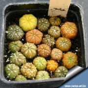 Astrophytum asterias - coulored seedlings