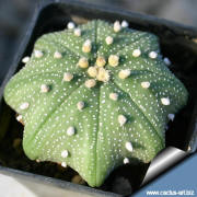 Astrophytum asterias  strar shape type