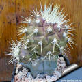 Copiapoa cinerea forma albispina