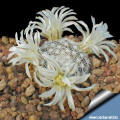 Mammillaria coahuilensis ssp. albiarmata