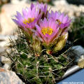 Sclerocactus glaucus SB 1749 "De Beque form"