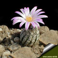 Turbinicarpus lausseri