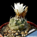 Turbinicarpus sp. Negrita