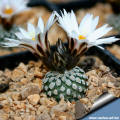 Turbinicarpus valdezianus var albiflorus 