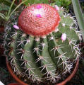 Melocactus zehentnerii