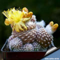 Copiapoa lauii 1,5 cm diameter