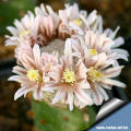 Mammillaria sancez-mejorade diameter 1 cm