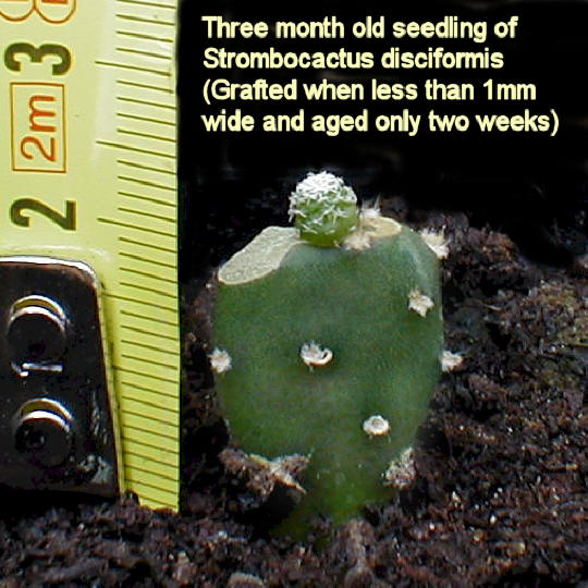 S. disciformis three month old